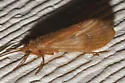 Onocosmoecus unicolor - photo 2