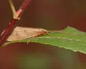 Onocosmoecus unicolor - photo 3