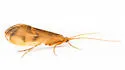Onocosmoecus unicolor - photo 4