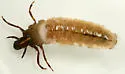 Onocosmoecus unicolor - photo 5