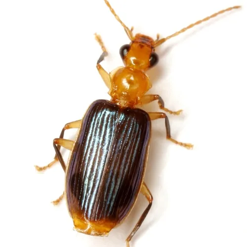 Onota angulicollis - photo 2
