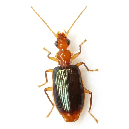 Onota angulicollis - photo 3