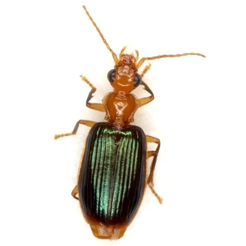 Onota angulicollis - photo 4