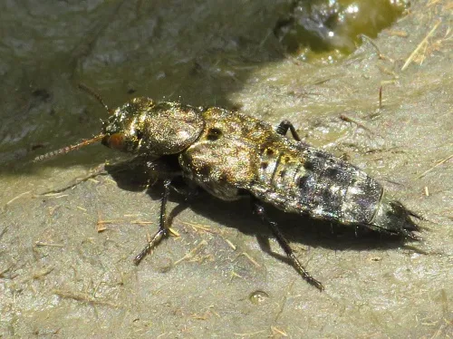 Ontholestes murinus