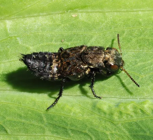 Ontholestes murinus - photo 2