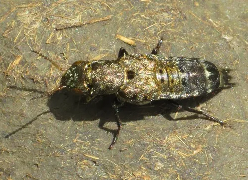 Ontholestes murinus - photo 3