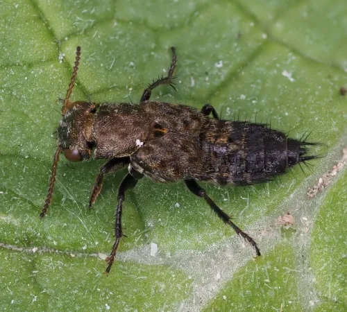 Ontholestes murinus - photo 4