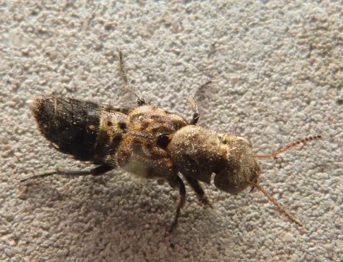 Ontholestes murinus - photo 5