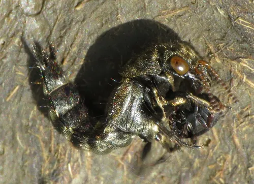 Ontholestes murinus - photo 6