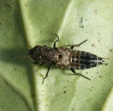 Ontholestes murinus - photo 7