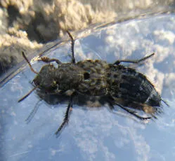 Ontholestes murinus - photo 8