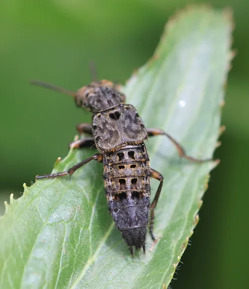 Ontholestes tessellatus