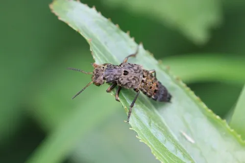 Ontholestes tessellatus - photo 3