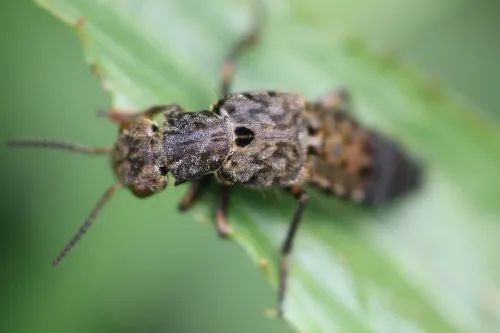 Ontholestes tessellatus - photo 4