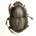 Onthophagus alluvius
