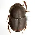 Onthophagus alluvius - photo 2
