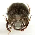Onthophagus alluvius - photo 3
