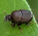 Onthophagus alluvius - photo 4