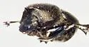 Onthophagus altivagans