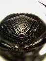 Onthophagus altivagans - photo 2