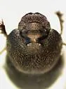 Onthophagus altivagans - photo 3