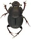 Onthophagus altivagans - photo 4