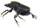 Onthophagus altivagans - photo 5