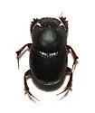 Onthophagus arnetti