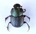 Onthophagus arnetti - photo 2