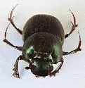 Onthophagus arnetti - photo 3