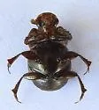 Onthophagus arnetti - photo 4