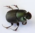 Onthophagus arnetti - photo 5