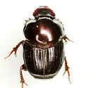 Onthophagus batesi