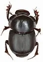 Onthophagus brevifrons