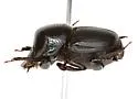 Onthophagus brevifrons - photo 2