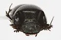 Onthophagus brevifrons - photo 3