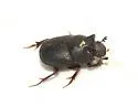 Onthophagus browni