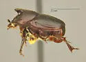 Onthophagus browni - photo 2
