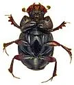 Onthophagus browni - photo 3
