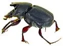 Onthophagus browni - photo 4