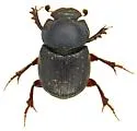 Onthophagus browni - photo 5