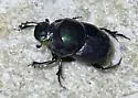 Onthophagus cavernicollis