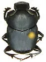 Onthophagus cochisus