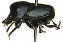 Onthophagus cochisus - photo 2