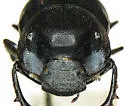 Onthophagus cochisus - photo 3