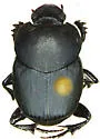 Onthophagus cochisus - photo 4