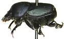 Onthophagus cochisus - photo 5