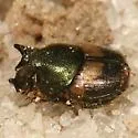 Onthophagus concinnus - photo 2