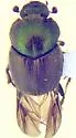 Onthophagus concinnus - photo 3