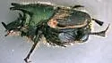 Onthophagus concinnus - photo 4